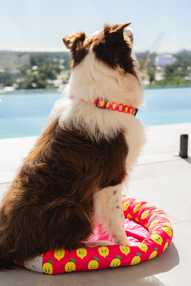 
                  
                    Toffee the Border Collie in the Lila Co Pink happy lemons print small, medium and large water resistant cooling dog and pet bed pet accessory
                  
                