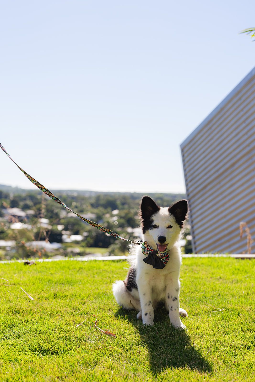 
                  
                    Ghost the Border Collie Puppy in the Lila Co gamer characters print matching dog leash adjustable dog collar and dog sailor bow
                  
                