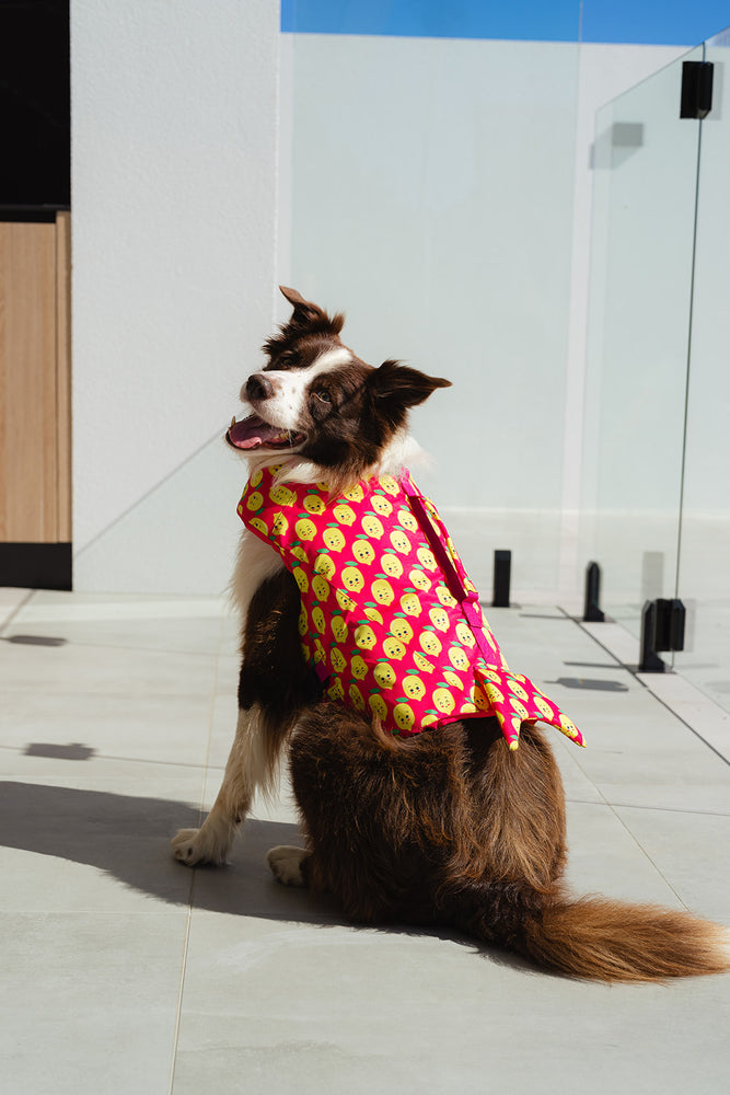 Large Pink Happy Lemons Print Life Jacket Float Vest on Moose the Border Collar