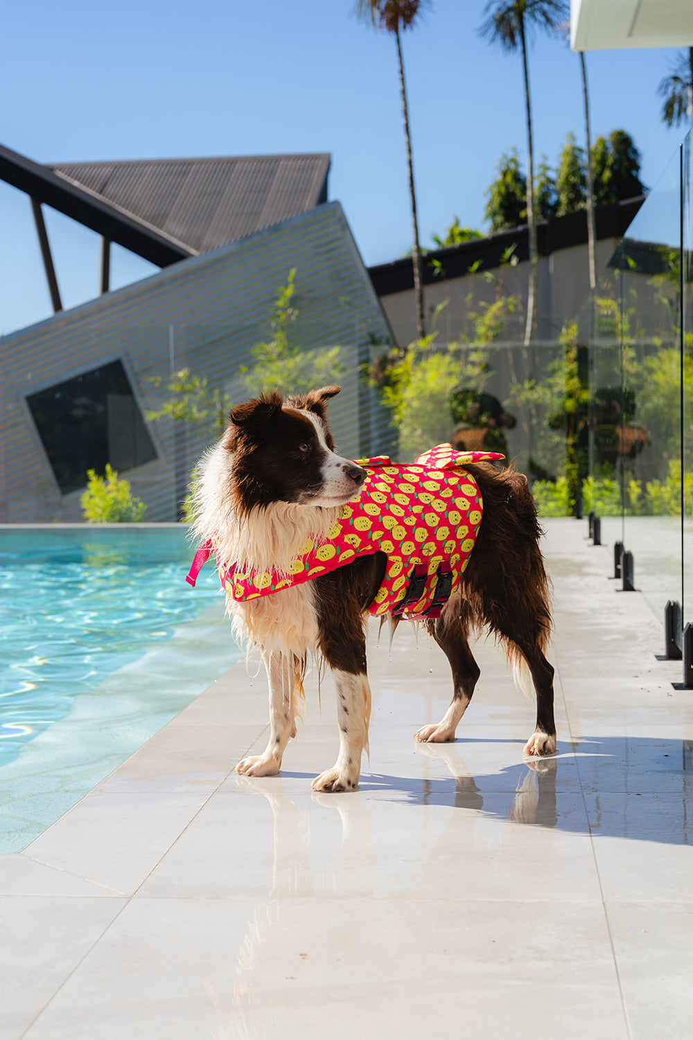 Large Pink Happy Lemons Print Life Jacket Float Vest on Moose the Border Collar