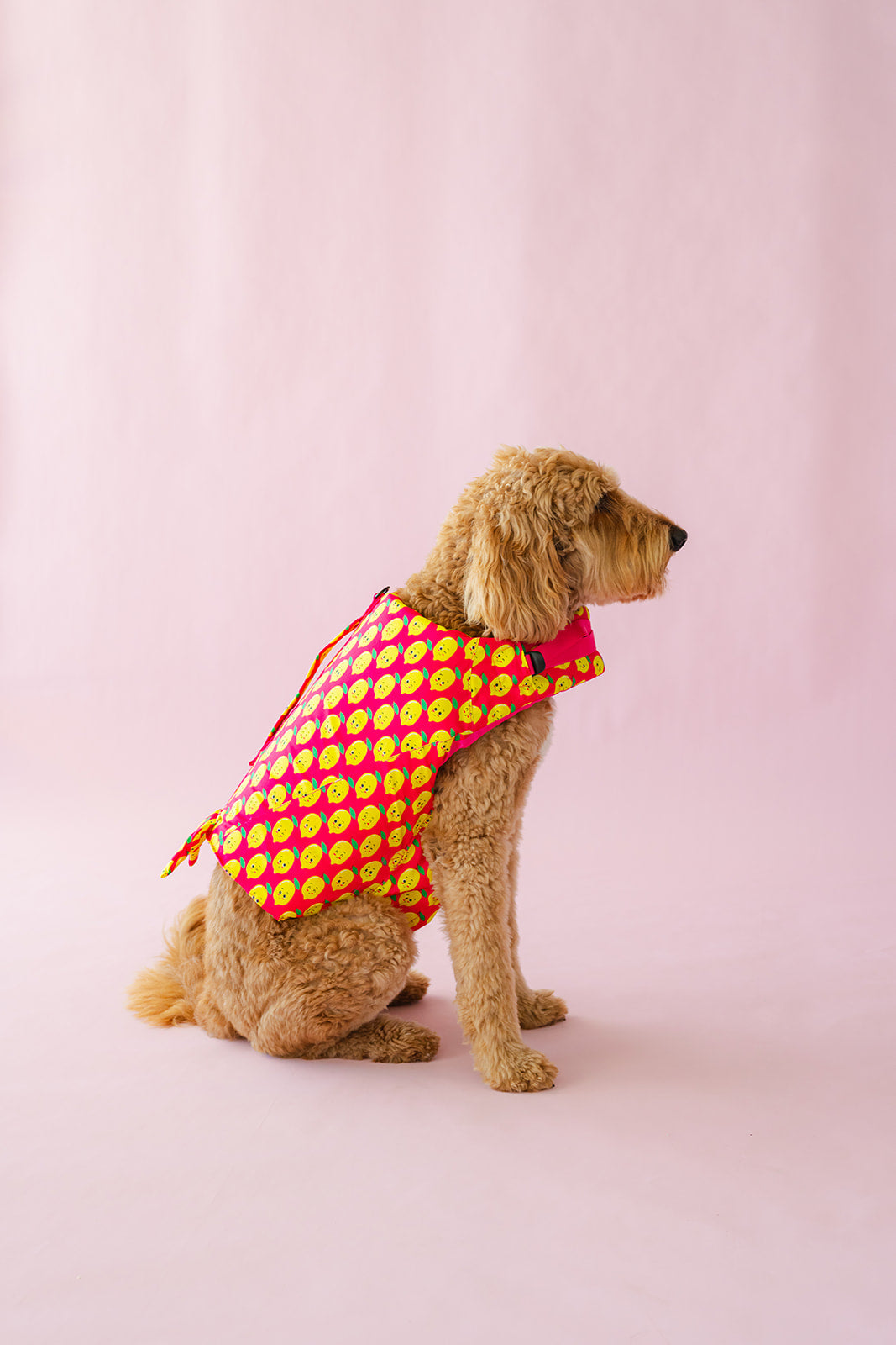 
                  
                    Large Pink Happy Lemons Print Life Jacket Float Vest on Toffee the Groodle
                  
                