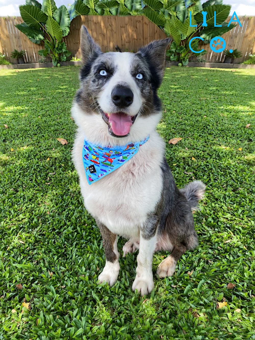 Waru the Blue Healer  in Blue Surf Dogs Print Dog Collar Bandana Dog Bandana Cat Bandana Australia Pet Supplies Australia Dog Accessories Pet Accessories