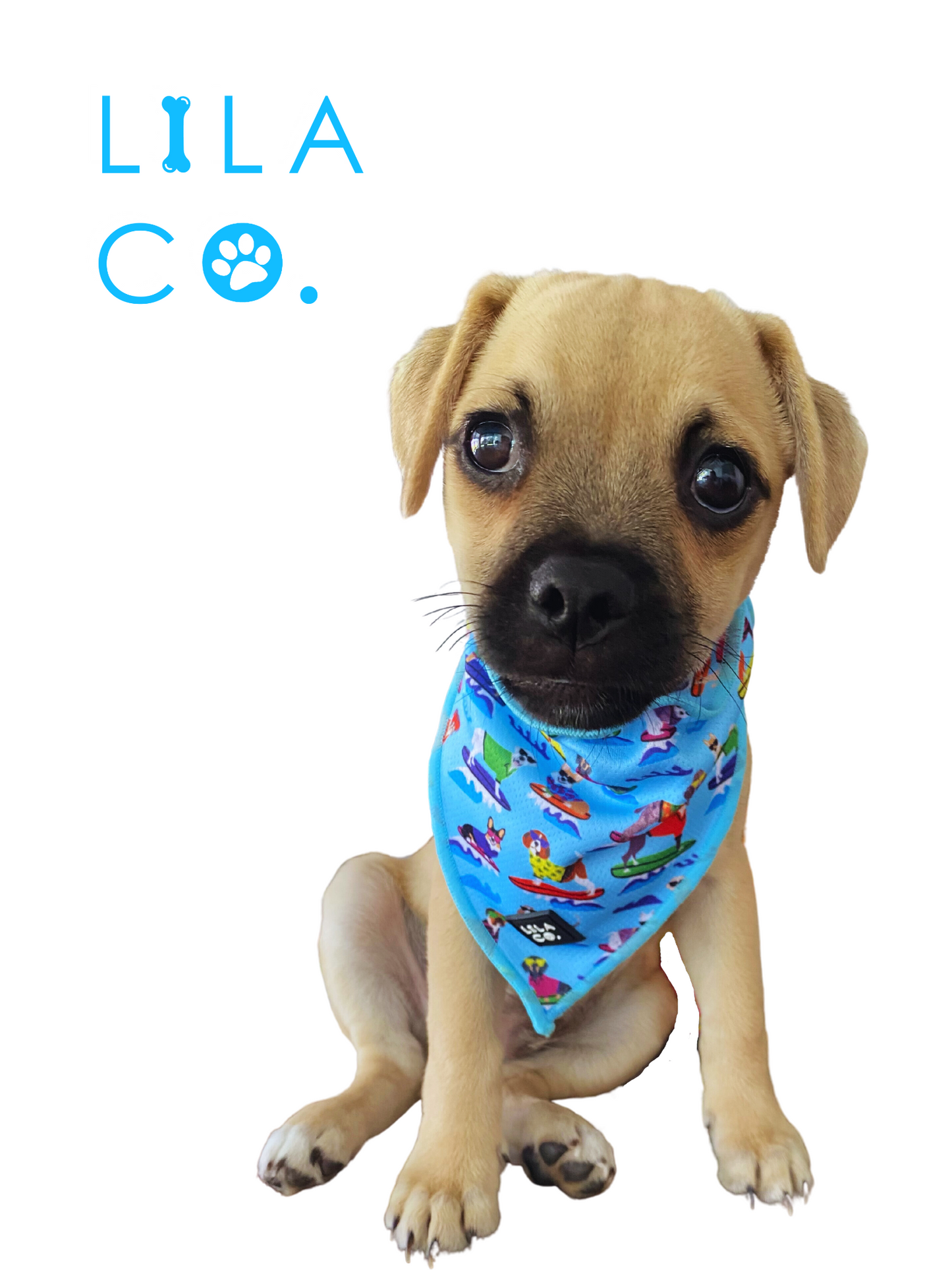 
                  
                    Pug in Blue Surf Dogs Print Dog Collar Bandana Dog Bandana Cat Bandana  Australia Pet Supplies Australia Dog Accessories Pet Accessories 
                  
                