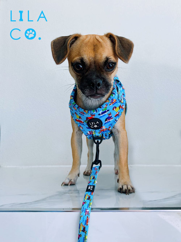 Pug x Jack Russell Terrier Puppy in Blue Surf Dogs Print Adjustable Dog Harness and Dog Leash  Australia Pet Supplies Australia Dog Accessories Pet Accessories 