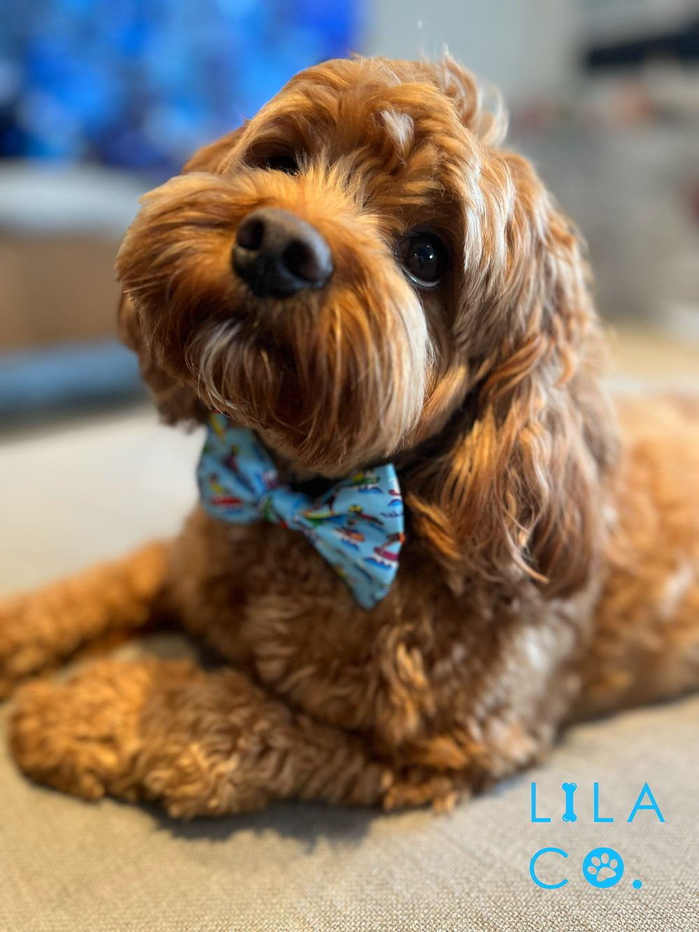 Pet Collar Bow Tie Surf Dogs Lila Co. Aus