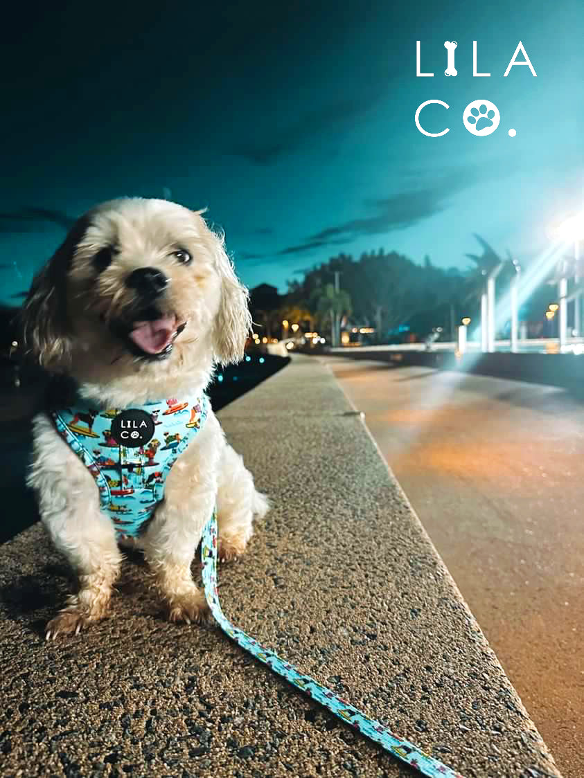 Maltese Puppy in Blue Surf Dogs Print Adjustable Dog Harness and Dog Leash Australia Pet Supplies Dog Accessories Australia
