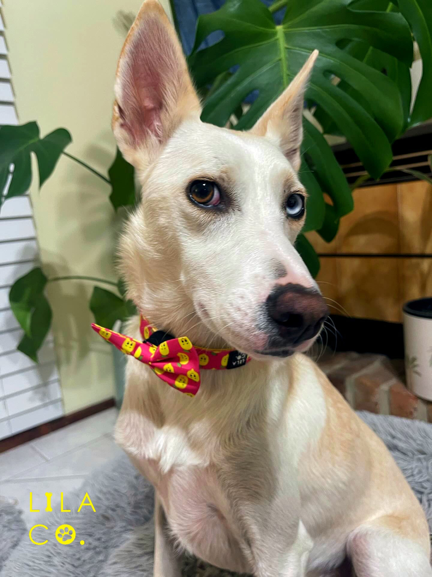 Australian Cattle Dog in a Large Pink Happy Lemons Print Dog Bow Tie Pet Accessory