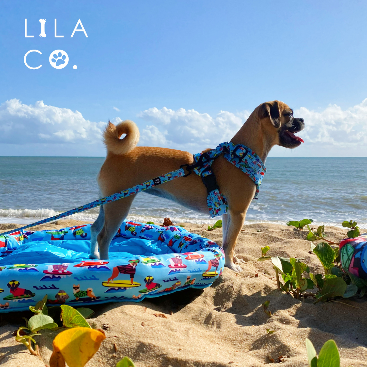Pug Puppy on the beach in Lila Co Surf Dogs Print Adjustable Dog Harness, Dog Leash and Cooling Dog Bed
