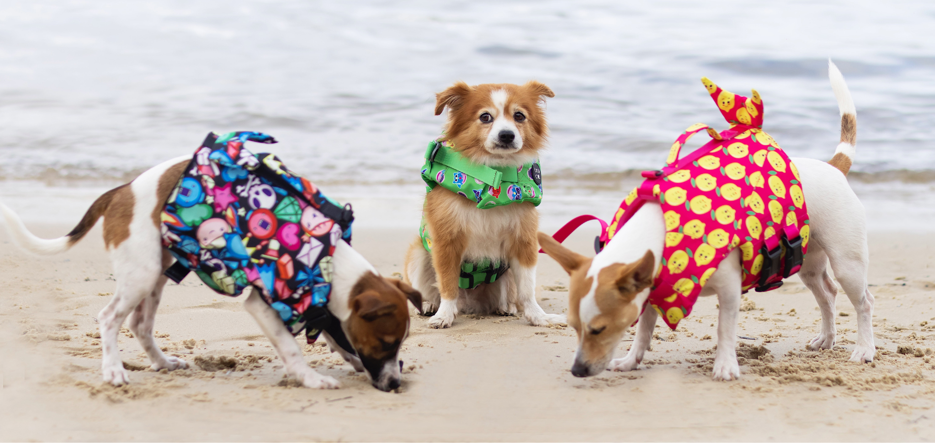 Jack Russell Terrier Puppies in Lila Co Dog Life Jacket Float Vests on the Beach