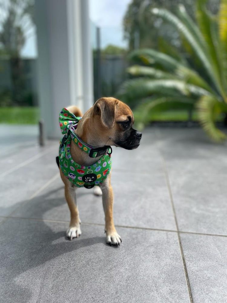 
                  
                    Pug x Jack Russell Terrier in Green Donut Animals Print Adjustable Dog Harness Dog Collar Dog Bow Tie
                  
                